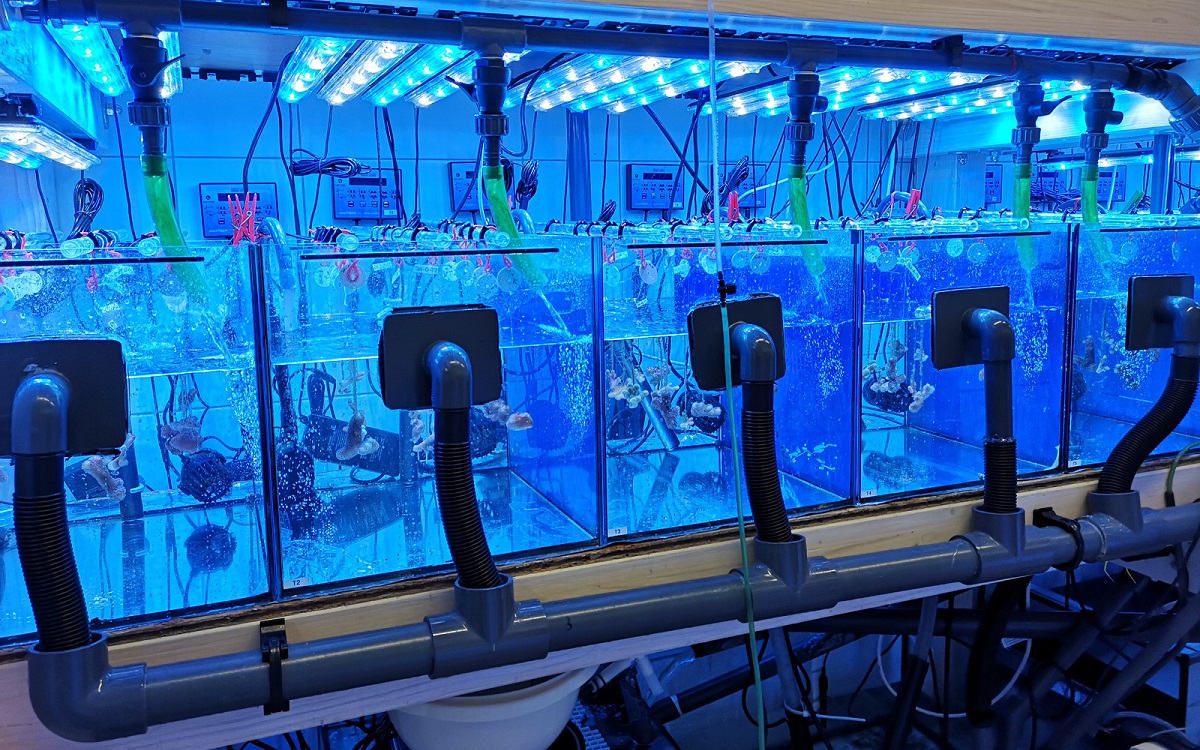 Versuchsaufbau an der JLU: Die Korallen wurden in Aquarien acht Wochen lang den verschiedenen Mikropartikeln ausgesetzt.
